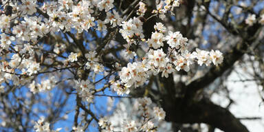 Frühling Baum