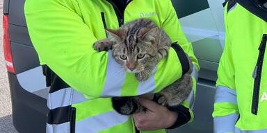 Rettungsaktion: Verängstigte Katze aus Autobahn-Tunnel gerettet 