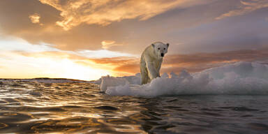 Arktis Eisbär Kanada