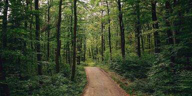 Wienerwald, Wald, Bäume, Grün
