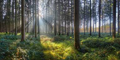 Oberösterreich Wald
