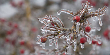 Gefrorene Beeren Winter Eingefroren Kälte