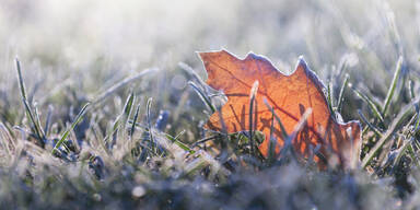 Herbst Frost