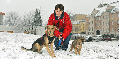 Winter Schnee Hunde Wien