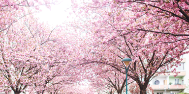 Rekord-Wärme: Kirschblüten blühen immer früher