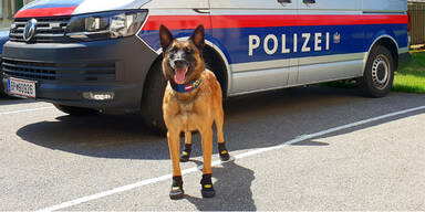 Polizeihund Pfotenschutz