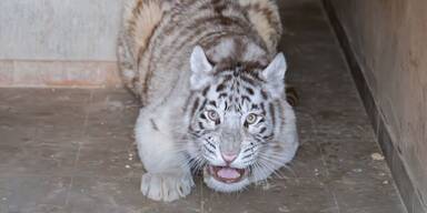 Drei illegal gehaltene junge Tiger befreit
