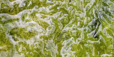 algen1.jpg