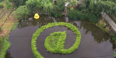 Ein chinesischer Bauer hat das @-Zeichen in einem Teich angepflanzt