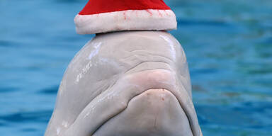 Auch dieser Beluga-Wahl aus Yokohama freut sich schon auf Weihnachten