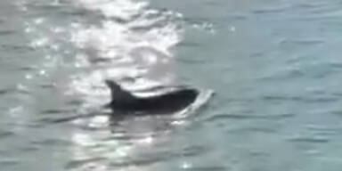 Delfine in Venedig beim Markusplatz