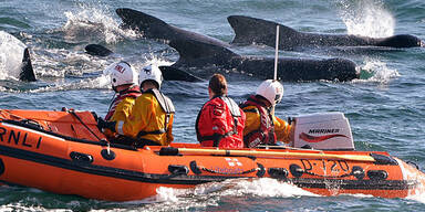 Helfer versuchen die Wale wieder ins Meer zurückzuschieben