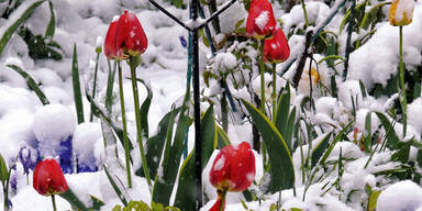 Schnee Frost Blumen 