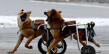 Zwei Hunde tollen in Rollstühlen über einen Strand in Peru