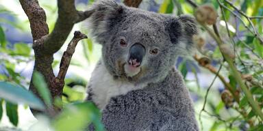Koala - Unsere Tiere