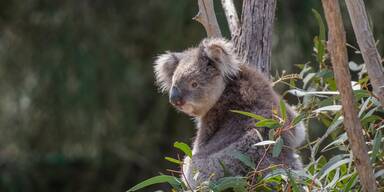 Koala Australien - Unsere Tiere