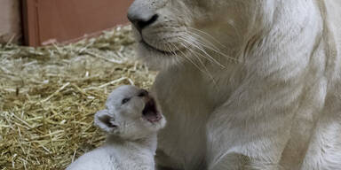 Eine weiße Löwin aus einem ukrainischen Privatzoo zeigt stolz eines ihrer Babys
