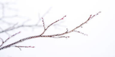 Frost Blüten Knospen