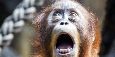 Dieser junge Orang-Utan begeistert das Publikum im Zürcher Zoo
