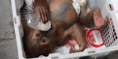 Dieses Orang Utan-Baby wurde aus den Fängen brutaler Tierschmuggler befreit (Indonesien)