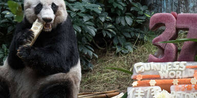 Panda Jia Jia feiert im Zoo von Hong Kong ihren 37. Geburtstag