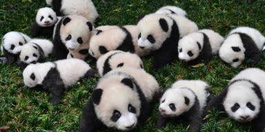 In einer chinesischen Forschungsstation freut man sich gleich über 26 Panda-Babys