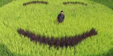 Ein Bauer aus China beweist mit verschiedenfarbigen Reissorten Humor