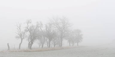 Frost nebel Winter Herbst Raureif