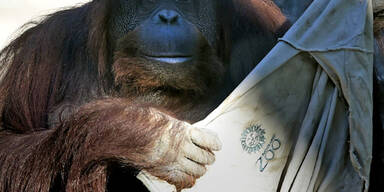 Orang-Utan Sandra zieht um: Nach 20 Jahren im Zoo von Buenos Aires bekommt sie jetzt ein lebenswerteres Zuhause