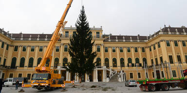 Weihnachtsbaum Schönbrunn