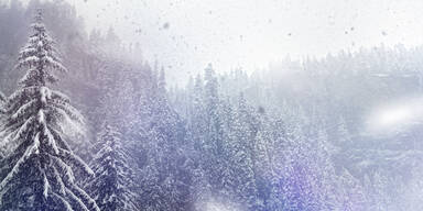 ein wilder Schneeschauer fegt über einen Nadelwald