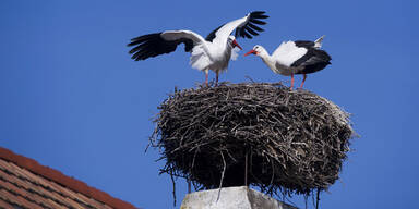 storch08.jpg