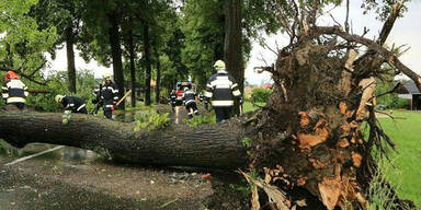  In der Region Knittelfeld (Bezirk Murtal) wurden durch das Unwetter Bäume entwurzelt