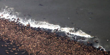 35.000 Walrosse vor Alaska am Strand