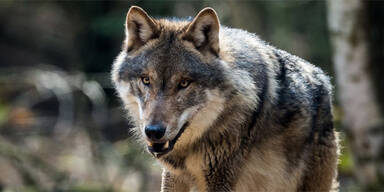wolf-4.jpg